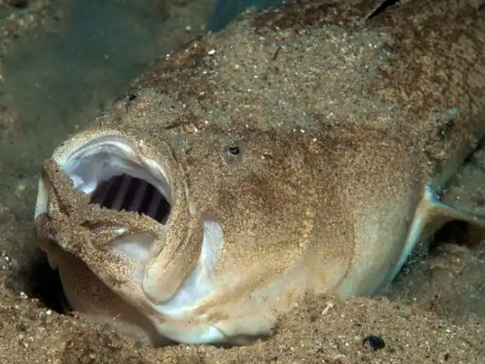 Европейский звездочёт: Кусачий, ядовитый, ещё и током жахнуть может! Рыба с морского дна, с которой мы крайне не советуем встречаться