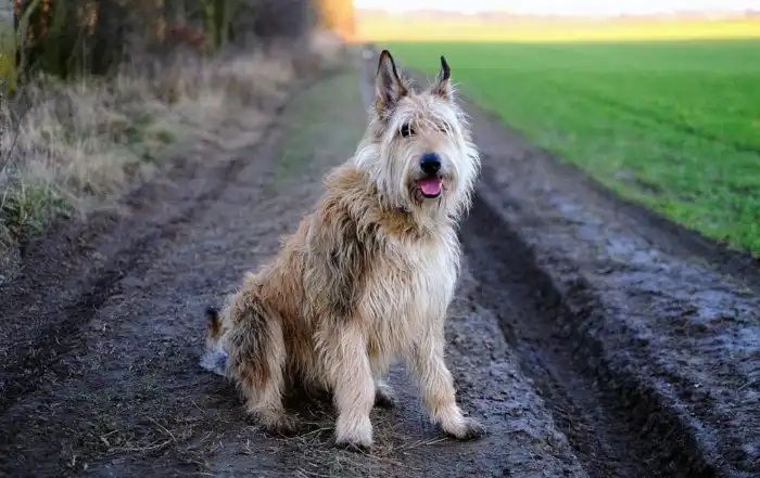 Пикардийская овчарка: Именно эта порода играет дворняжек в кино! Но это уникальные псы с большой историей