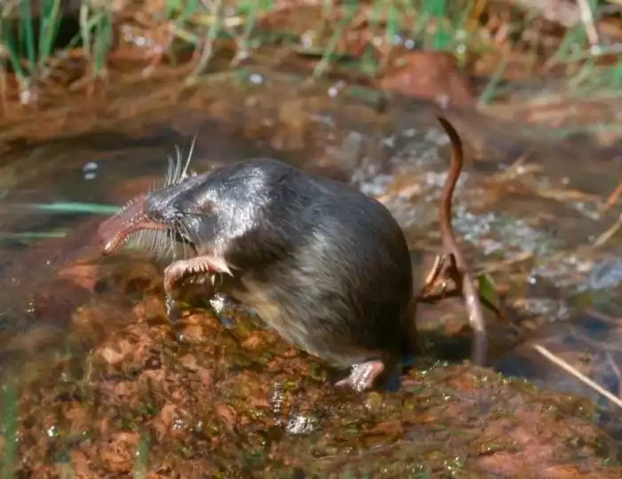 Пиренейская выхухоль: «Водоплавающий крот». Чем этот зверёк отличается от легендарной русской выхухоли?