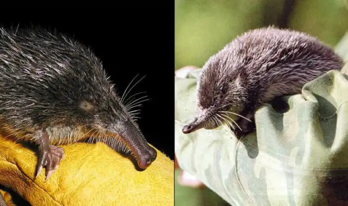 Пиренейская выхухоль: «Водоплавающий крот». Чем этот зверёк отличается от легендарной русской выхухоли?