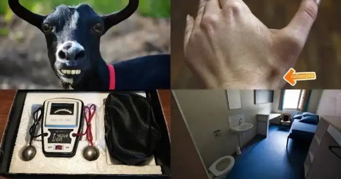 «Тестер любви», грабитель-козёл с чёрной магией и другие интересные факты и истории