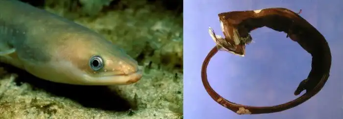 Мешкорот: Погружаемся на 5000 метров к океанскому дну. Здесь живёт огромный рот, к которому прикреплен двухметровый хвост с фонариком