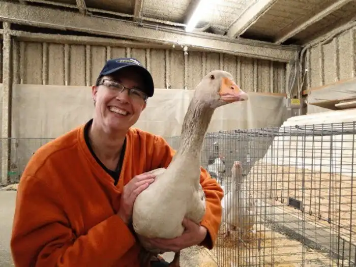 Американский бафф: Добрая порода гусей, которая не будет нападать и щипаться! Неужели это возможно?