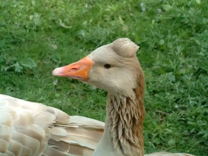 Американский бафф: Добрая порода гусей, которая не будет нападать и щипаться! Неужели это возможно?