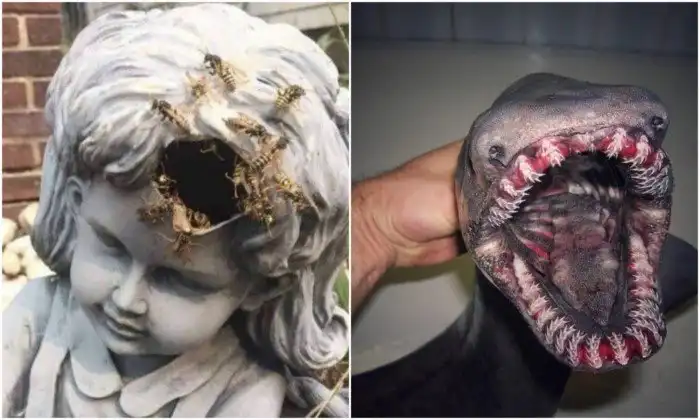 22 жутковатых снимка, которые вызывают странные чувства