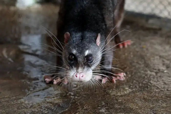 Выдровая циветта: Ни рыба ни мясо. Этот зверёк явно запутался в эволюционной гонке, обрастая весьма странными решениями для выживания
