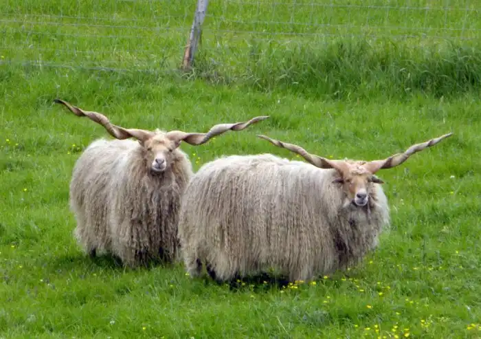Рацка: Баран с рогами винторогого козла. Из-за халатности уникальная порода сократилась в 17.5 тысяч раз и почти вымерла