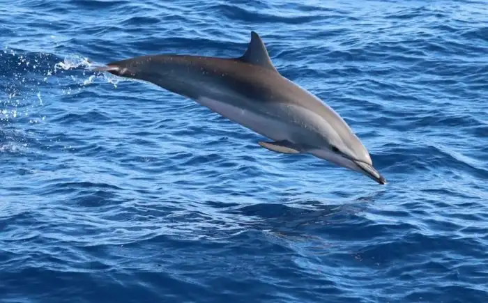 Короткорылый продельфин: Гибриды — естественны! Уникальный случай, когда любовь двух разных видов породила новый вид