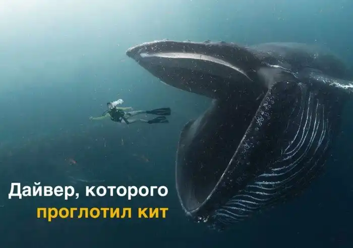 Что если Вас проглотит кит? Такие случаи уже были! Рассказываю с научной точки зрения