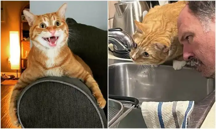 30 кадров с рыжими котейками, которые заряжены чудаковатостью