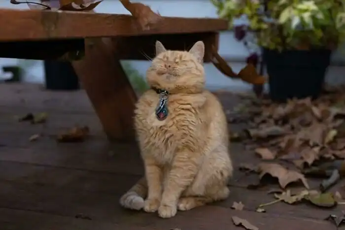 30 кадров с рыжими котейками, которые заряжены чудаковатостью