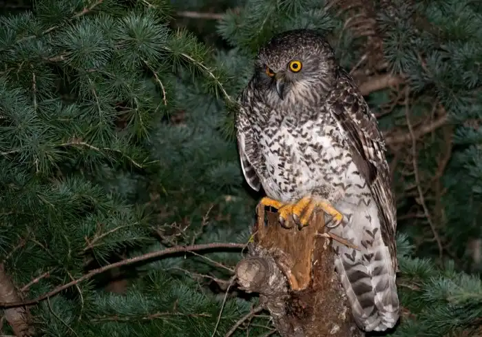 Гигантская иглоногая сова: Верховный пернатый хищник Австралии. Но даже совы здесь немного непривычные