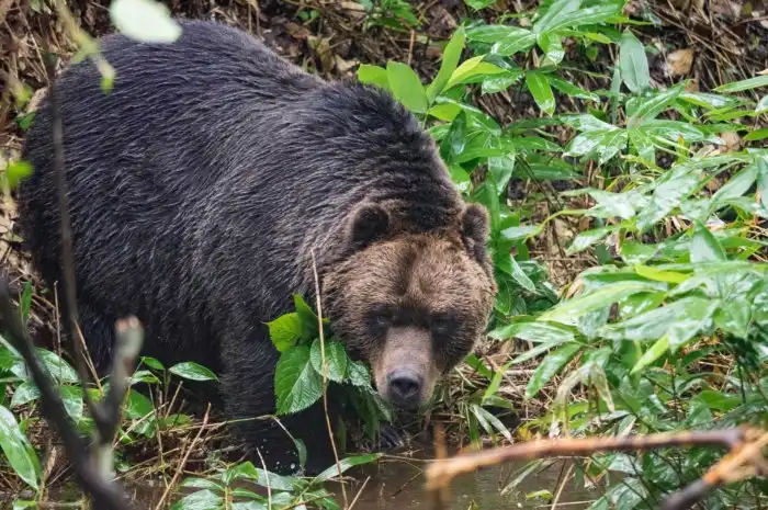 Уссурийский бурый медведь: Их ареал пересекается с ареалом амурских тигров. И в этом месте начинается настоящая война титанов