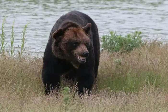 Уссурийский бурый медведь: Их ареал пересекается с ареалом амурских тигров. И в этом месте начинается настоящая война титанов
