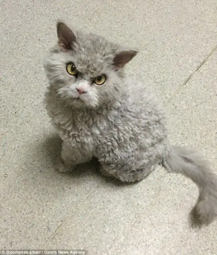 Котяра со злобной мордочкой стал популярным в сети