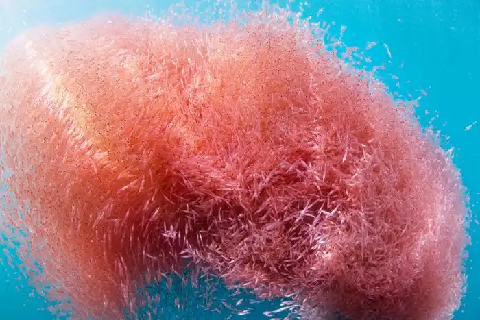 Антарктический криль: Основа пищевых цепей и самое важное существо в океане. Кто они, и каков их цикл жизни?