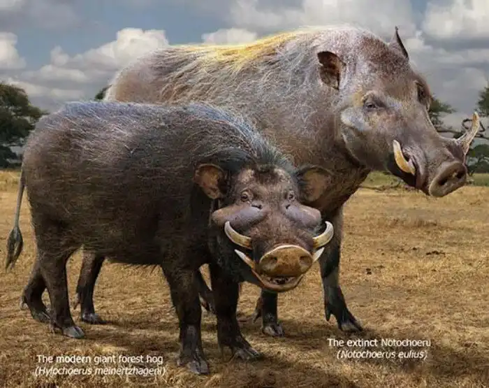Нотохоэр: Свинья размером с бурого медведя. Один из крупнейших хряков в истории нашей планеты и его образ жизни