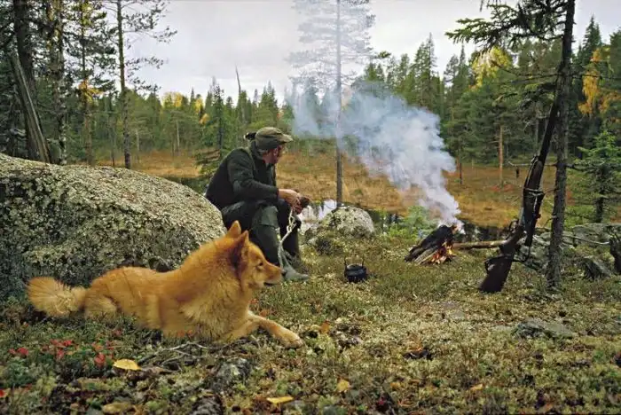 Финский шпиц: Их называют «Королями лая». Представители породы могут гавкнуть 160 раз в минуту. Это рекорд среди собак!