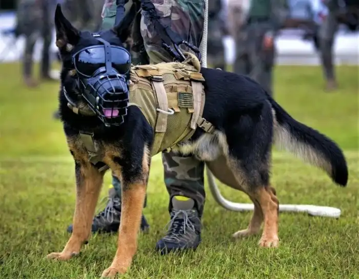 «Не покупай — возьми в приюте!» — популярный лозунг с подводными камнями. Рассказываем, почему дворняжки не лучше породистых собак