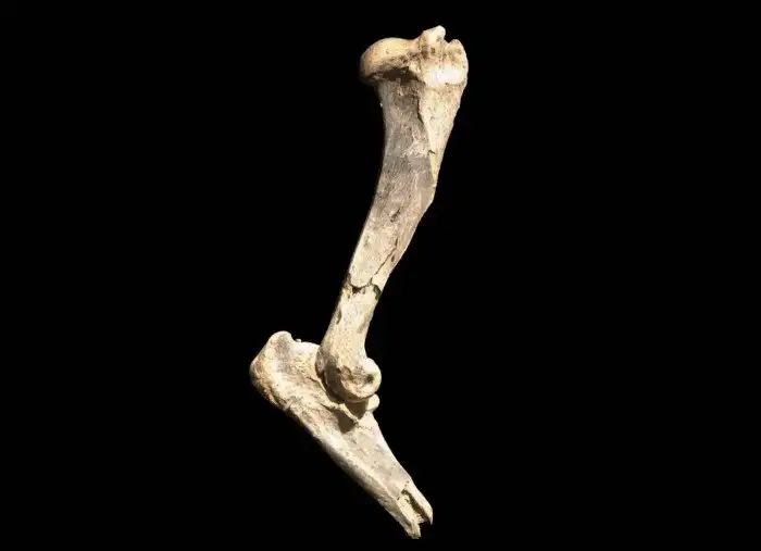 Махайрод лахайисхупап: Одна из крупнейших кошек в истории Земли и наглядная методика работы палеонтологов