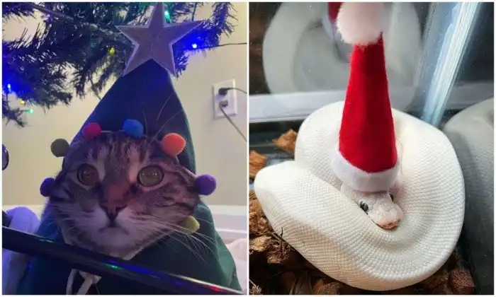 30 кадров с питомцами, которые словили новогоднее настроение