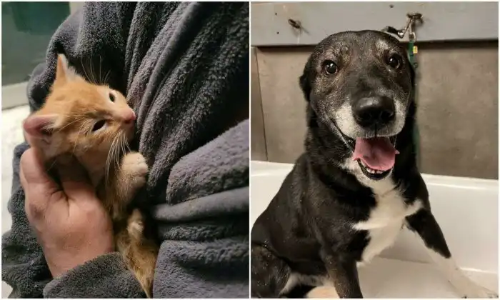 30 фото спасённых животных, которые греют душу