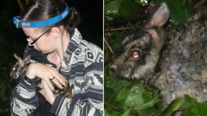 Суматранский полосатый кролик: Самый редкий кролик на планете. Почти вся информация о нём – лишь домыслы и предположения