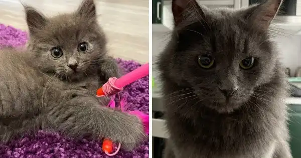 Милые котята, которые превратились в солидных котофеев