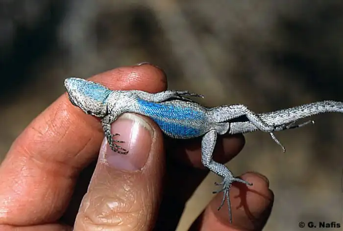 Украшенная древесная ящерица: У этих рептилий 9 разновидностей самцов и 2 разновидности самок. У всех разный характер и поведение