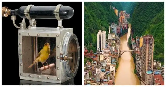 15 увлекательных изображений любопытных редкостей