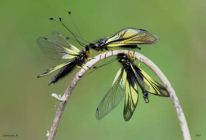 Аскалаф пёстрый: Чудесный хищник юга России. Но до чего же безобразные и жестокие его дети!