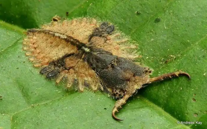 Аскалаф пёстрый: Чудесный хищник юга России. Но до чего же безобразные и жестокие его дети!