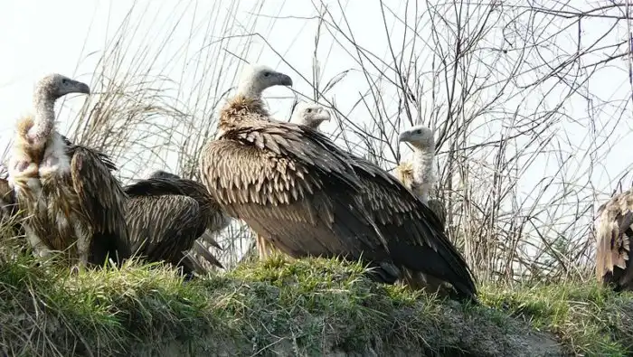 Гималайский гриф: Их невероятный желудок переварит любую заразу, кости и шкуру, но обычные медикаменты для них ядовиты