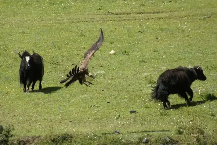 Гималайский гриф: Их невероятный желудок переварит любую заразу, кости и шкуру, но обычные медикаменты для них ядовиты
