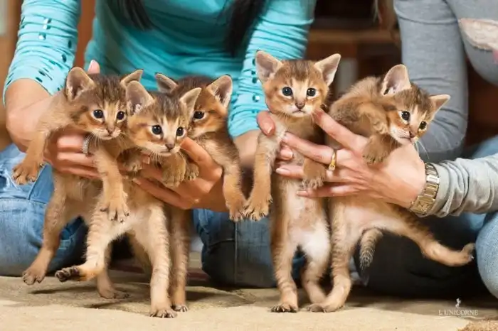 Чаузи: Кот за 600 000 рублей! Неужели гены камышового кота так дорого стоят?