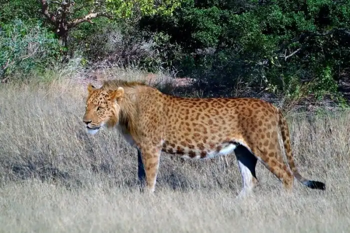 Марози: Может ли в африканских горах обитать пятнистый лев? Загадочная история и некоторые подтверждения существования