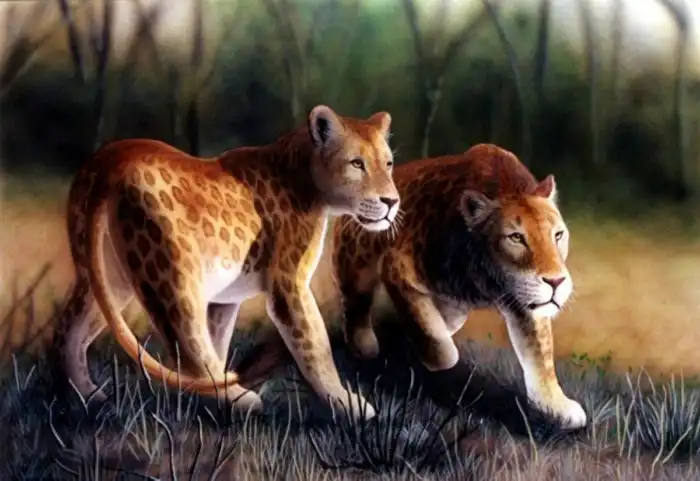 Марози: Может ли в африканских горах обитать пятнистый лев? Загадочная история и некоторые подтверждения существования