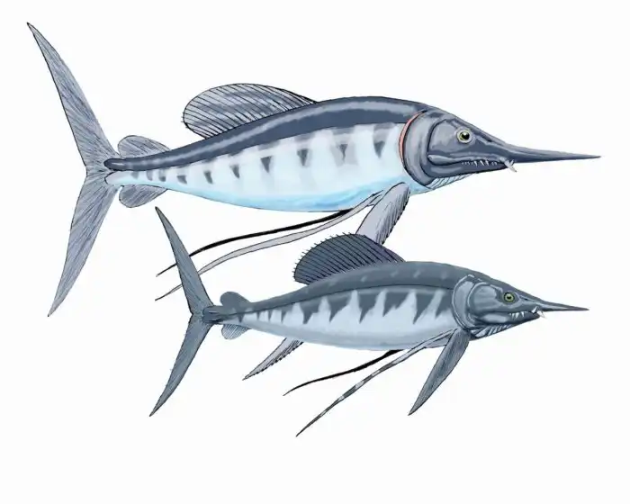 Протосфирена: Впечатляющая древняя рыба. Опасный хищник с молниеносной скоростью и колом на носу
