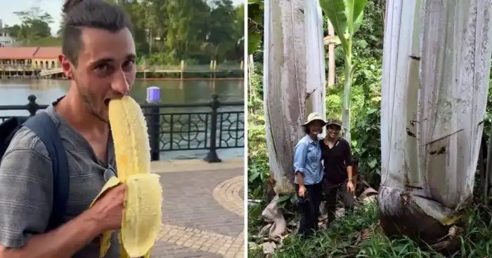 12 причудливых видов бананов, которые поразят своим цветом и вкусом