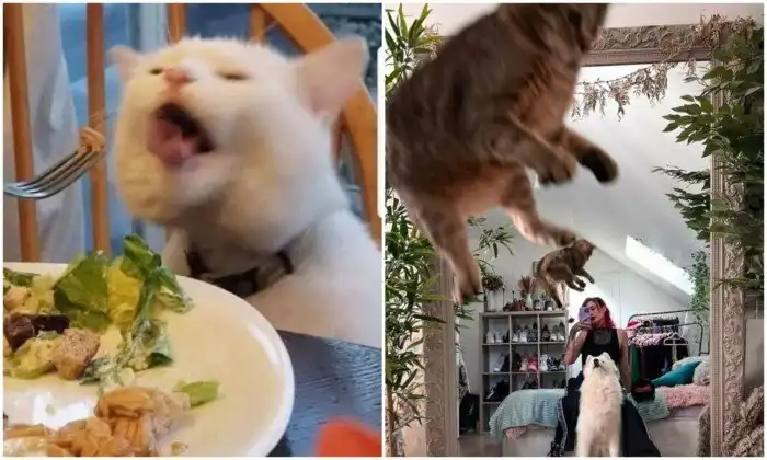 30 "неудачных" фото котеек, которые показывают всю их суть