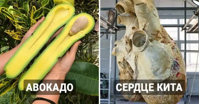 15 гигантских предметов и существ, которые поражают своими внушительными размерами