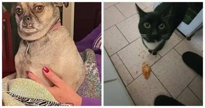 20 забавных доказательств, что братья наши меньшие вылитые люди