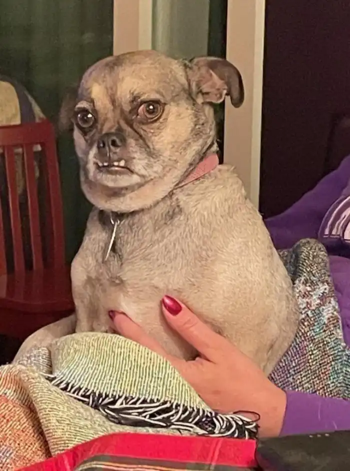 20 забавных доказательств, что братья наши меньшие вылитые люди