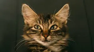 Кот-клептоман – главный террорист в пригороде Новой Зеландии