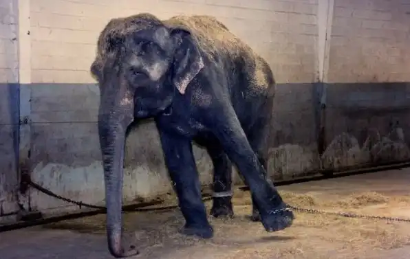 Дрессировка слонов и Аленей