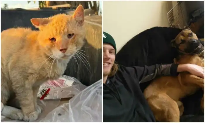 30 кадров со спасёнными животными, которые вдохновляют верить в добро