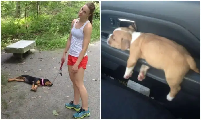 Сонное царство: 20 щенят, которые спят всегда и везде