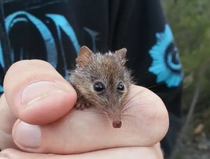 Поссум-медоед: Пушистая «пчёлка» из Австралии. Отрастил язык, склеил пальцы и превратил морду в хобот, чтобы питаться нектаром