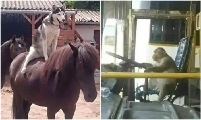 30 уморительных животных, которые оказались в неожиданных местах