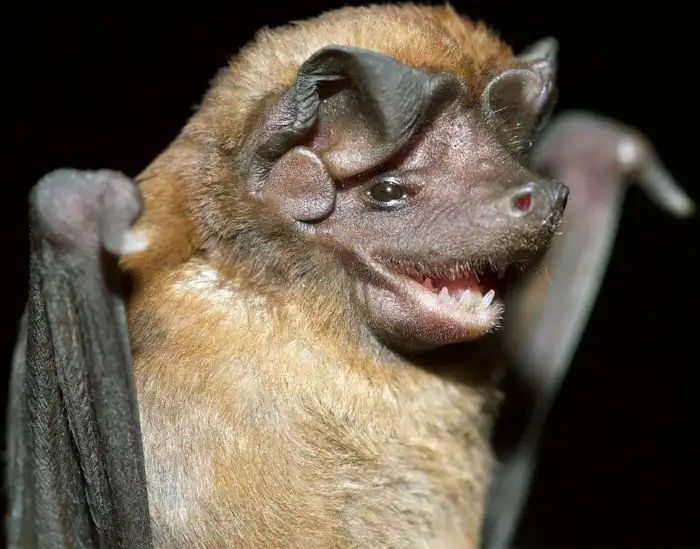 Бразильский складчатогуб: Орда летучих мышей образует облако длиной в 48 км! Самые быстрые и многочисленные летуны обеих Америк